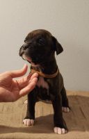 For sale Boxer Puppies