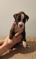 For sale Boxer Puppies