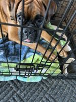 Boxer Puppies for sale in Etowah, TN 37331, USA. price: $1,800