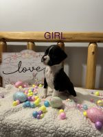 AKC Boxer Puppies for sale