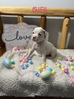 AKC Boxer Puppies for sale