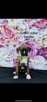 Boxer puppies Akc