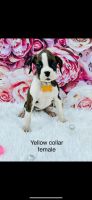 Boxer puppies Akc
