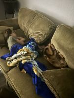 Luna is a boxer who is 1 year old