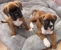 Boxer Puppies for sale in Cornelia St, New York, NY 10014, USA. price: $300