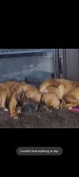 Boxer Puppies for sale in Clive, IA 50324, USA. price: $1,200