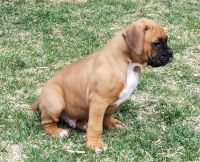 Boxer Puppies for sale in Fort Collins, CO, USA. price: $1,500