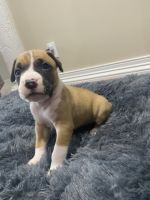 Boxer Puppies for sale in Miami, FL, USA. price: $850