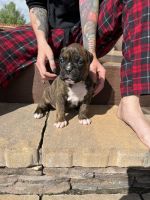AKC Registered Litter-Boxers