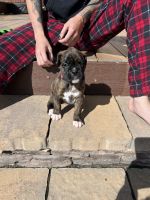 AKC Registered Litter-Boxers