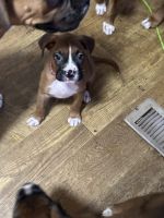 Boxer Puppies for sale in Boca Raton, FL, USA. price: $700