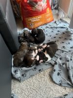 Boxer Puppies for sale in Orange County, CA, USA. price: $950