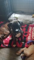 Boxer Puppies for sale in Bowling Green, KY, USA. price: $50,000