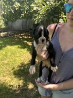AKC Boxer Puppies