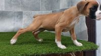 Boxer Puppies for sale in Citrus Heights, CA 95610, USA. price: $500