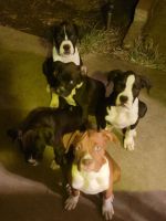 Boxer Puppies for sale in Rialto, CA, USA. price: $200,800