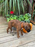 AKC Boxers Puppies