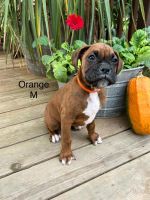 AKC Boxers Puppies