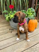 AKC Boxers Puppies