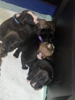 Boxer Puppies for sale in Mill Spring, NC 28756, USA. price: $500