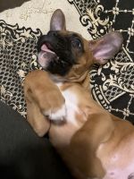 Selling Boxer Breed Puppy