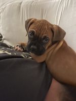 Selling Boxer Breed Puppy