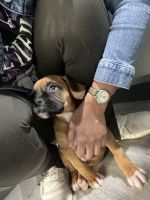 Selling Boxer Breed Puppy