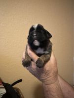 Full European Boxer Puppies in Texas