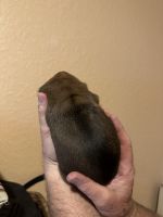 Full European Boxer Puppies in Texas