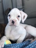 Boxer Puppy