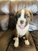 Boxer puppies!