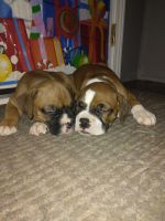 Boxer Puppies for sale in Cocoa, Florida. price: $1,500