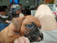 Boxer Puppies for sale in Ubly, Michigan. price: $1,250