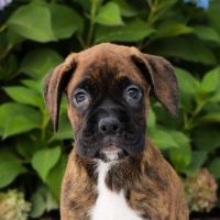 Boxer Puppies for sale in Manchester, New Hampshire. price: $550