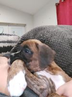 Boxer Puppies for sale in Port Richey, FL, USA. price: $3,000