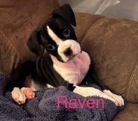 Boxer Puppies for sale in Horse Shoe, North Carolina. price: $800