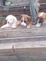 Boxer Puppies for sale in Atherton Tablelands, Queensland. price: $500