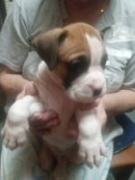 Boxer Puppies for sale in Deville, Louisiana. price: $500