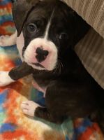 Boxer Puppies