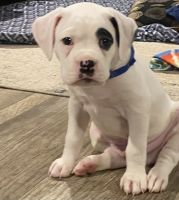 Boxer Puppies for sale in Daphne, Alabama. price: $40,000