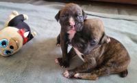 Boxer Puppies for sale in Roanoke, Virginia. price: $600