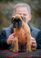 Boxer Puppies for sale in Chicago, Illinois. price: $4,200