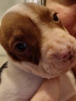 Boxer Puppies for sale in Orange Park, Florida. price: $50