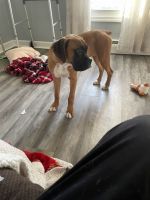 Boxer Puppies for sale in Fort Wayne, Indiana. price: $60,000
