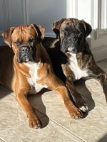 Boxer Puppies for sale in Washington Township, NJ, USA. price: $2,000