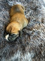 Purebred Boxer Puppies