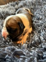 Purebred Boxer Puppies