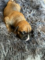 Purebred Boxer Puppies