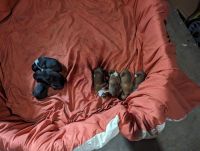 Boxer Puppies for sale in Rialto, California. price: $500