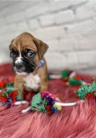 Boxer Puppies for sale in Hamilton Hill, Western Australia. price: $500